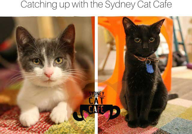 Interview: Veronica Morland from Sydney Cat Cafe - The Catwalk Rugs Journal